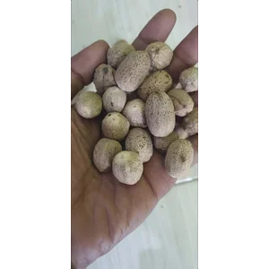 Biji Pala Hutan Kupas