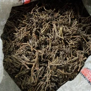Gagang cengkeh ori (Clove Stem)