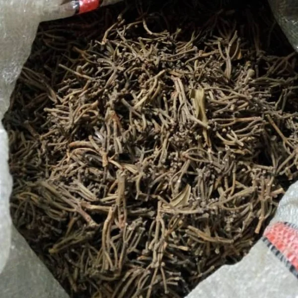 Gagang cengkeh ori (Clove Stem)
