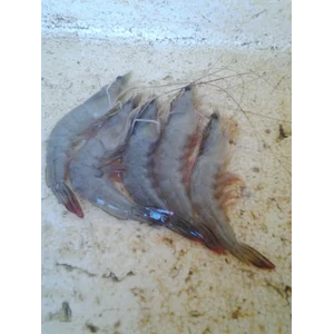 Udang Peci Berbagai Ukuran
