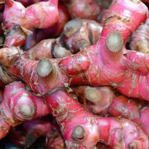 Jahe Merah Segar Medan Fresh