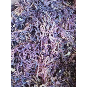 Rumput Laut Jenis Euchema Cottonii