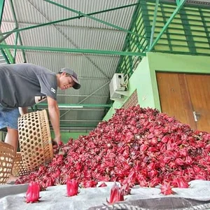 Rosella Teh Muntigunung