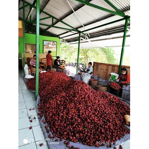 Rosella Teh Muntigunung