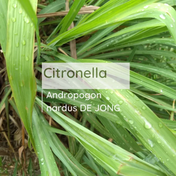 Minyak Sereh Wangi (Citronella Oil) 