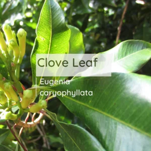 Minyak Cengkeh Hitam (Minyak Clove Leaf)