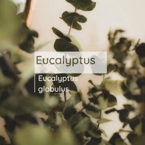 Minyak Eucalyptus Wangi (Eucalyptus Oil)