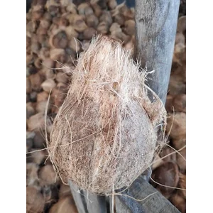 Kelapa Tua Kupas