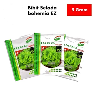 Vegetable Seeds Bohemian Lettuce Indo Seed Enzel Netherlands