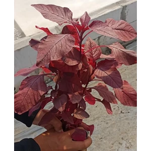 Fresh Hydroponic Red Spinach 250Gr Pesticide Free