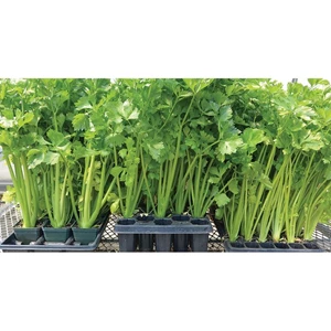 Celery Seeds Economical Vegetable Seeds