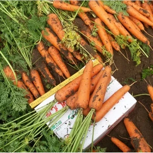 Carrot Seeds Economical Vegetable Seeds