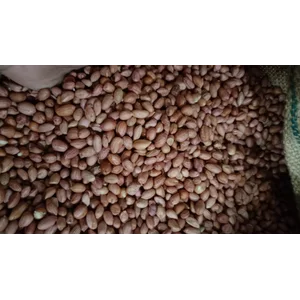 Premium Peanut 25 Kg High Quality
