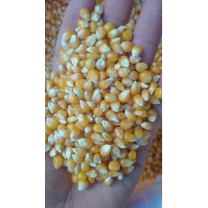 Biji Jagung Mentah Kernel Funny 20kg karungan Jakarta