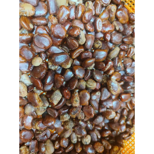 Biji Asam Jawa 50kg per karung