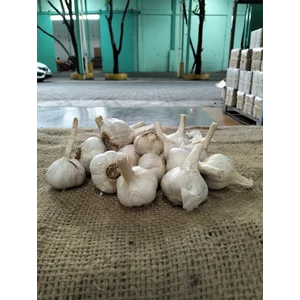 organik Bawang Putih Kating Royal 20kg per karung