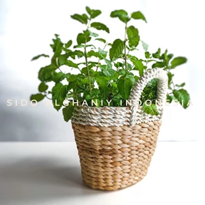 Kerajinan Jerami (Hand Made Small Plant Water Basket Pot W/ Handle)