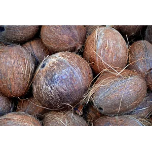 Kelapa Tua Indonesia Dengan Banyak Santan