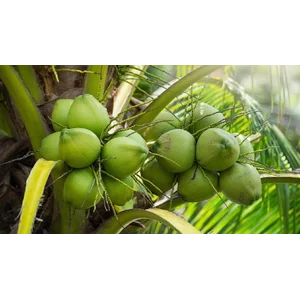 Buah Kelapa Segar Kemasan Pack