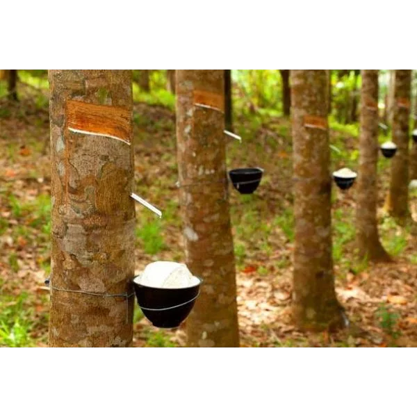 Rubber Compound Karet Kemasan Pack