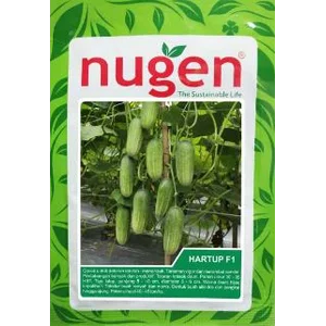 Benih / Bibit Sayuran Timun Nugen Hartup F1 20 Gram