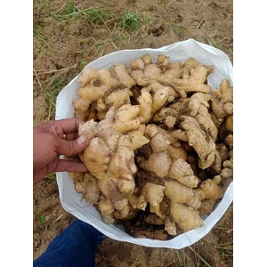 Jahe Gajah 1 Kilogram (Banua Spices)