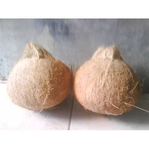 Kelapa Terbaik Dari Seluruh Indonesia 