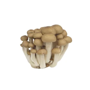 Fresh Vegetables Indonesian Sufarm Chocolate Shimeji Mushroom
