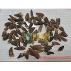 Jamur Kering Morel (Morchella spp. ) SUFARM 3
