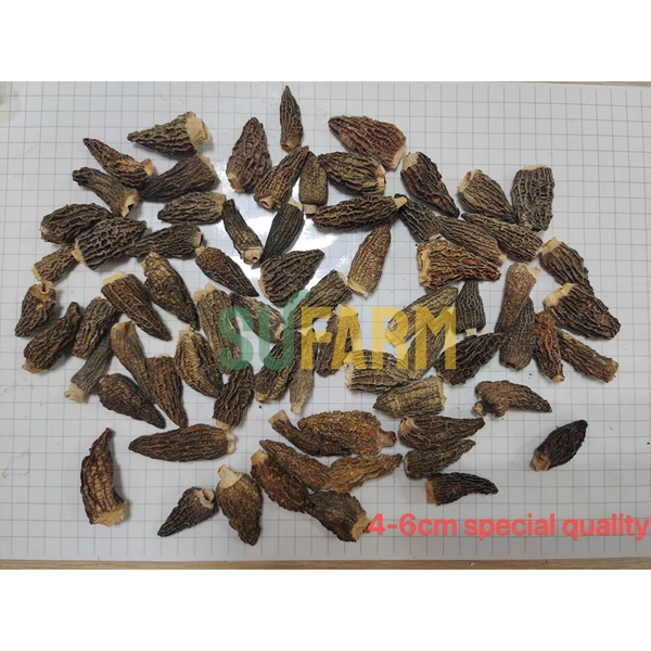 Jamur Kering Morel (Morchella spp. ) SUFARM