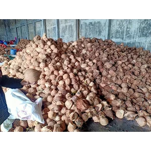 Kelapa Semi Sekam Dari Indonesia