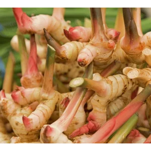 GL-001 Kaempferia Galanga (Galanga Root Oil) - CO2 Van Aroma - TBI