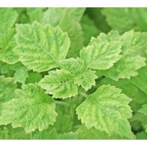 PL-201 Patchouli Oil Sumatra Iron Free Min 32 PA Van Aroma - TBI