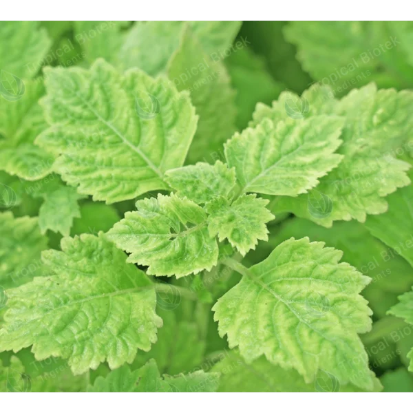 PL-201 Patchouli Oil Sumatra Iron Free Min 32 PA Van Aroma - TBI