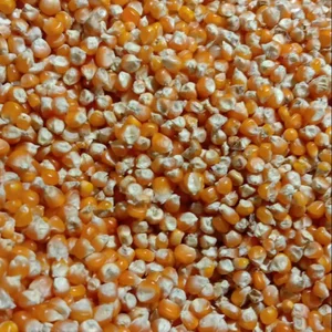 Jagung Kering Ka 17% Pakan Ternak