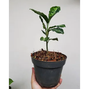 Bibit Tanaman Hias Aglaonema Pictum Tricolor free phytosanitary