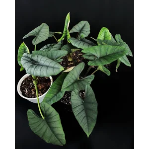 Bibit Tanaman Hias  Alocasia Bisma  Free Phytosanitary DHL Express