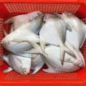Ikan Bawal Putih Laut Segar