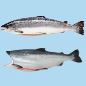 Salmon Segar dan Beku / Salmon Norway / Salmon Tazman / Trout
