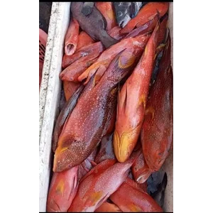 Fresh Fish Type Red Snapper
