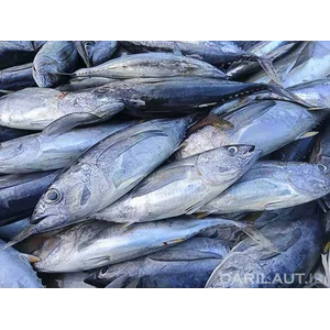 Fresh Fish Type Tuna (Minimum Order 20 Tons)