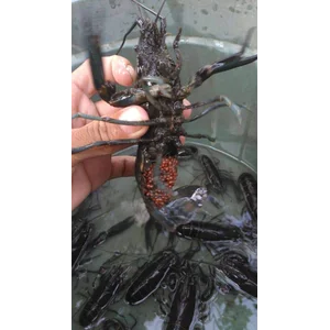 Seafood Lobster 800 gr (20 Tons Minimum)