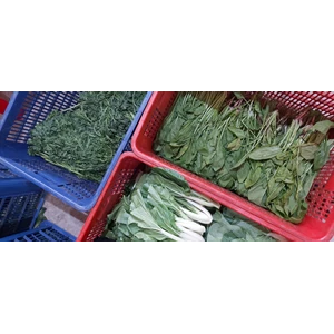 Organic Vegetables Spinach Kale Pakcoy