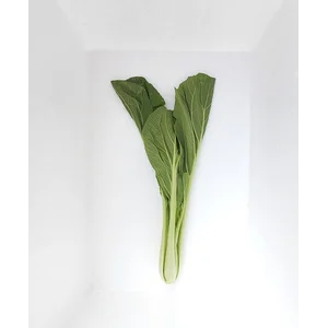  Sayuran Segar Caisim 1 Kg