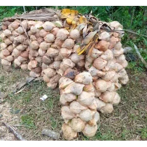 Kelapa Tua asal Pandegelang Banten