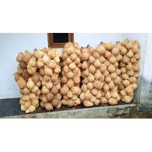Kelapa Tua asal Pandegelang Banten