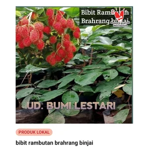 Bibit rambutan brahrang +pertanian+bibit tanaman + bibit buah+bibit rambutan