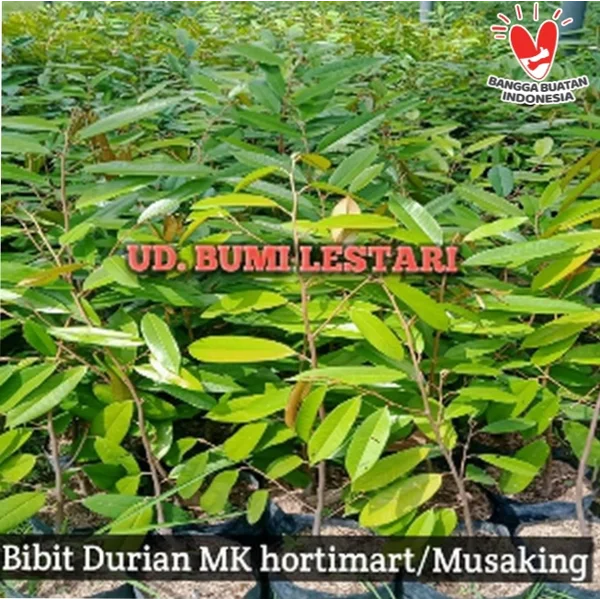 pertanian+perkebunan+peternakan+bibit tanaman+bibit durian+varietas musaking+ bibit buah