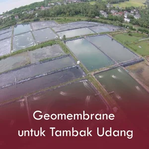Geomembrane untuk Tambak Udang Vaname