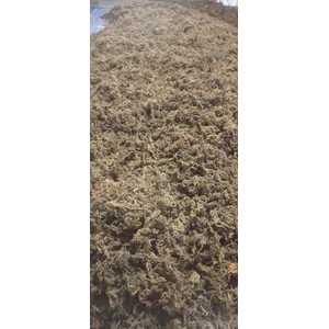 Rumput Laut Cottonii Kadar 45 Persen